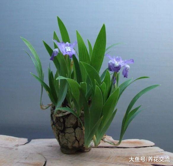 这8种球茎花卉在秋天种在花盆里, 冬春就能开出灿烂迷人的花朵