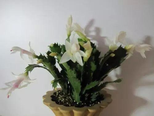 假期想出去游玩, 却担心家里的花没水喝怎么办? 这样做就放心了!