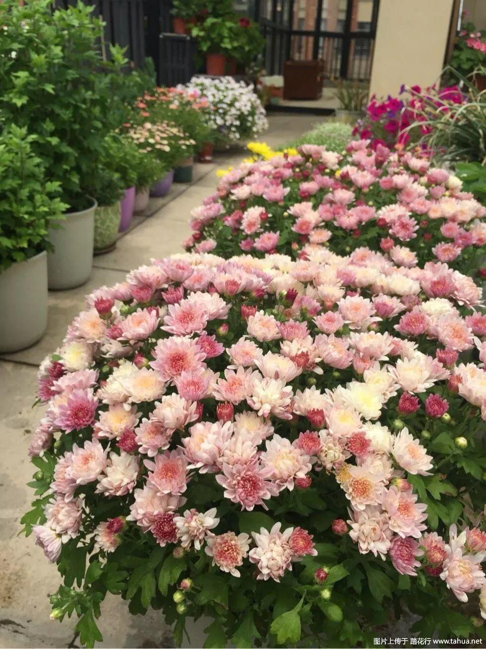 这4种花就是开花机器, 稍微用点肥, 花盆都装不下!