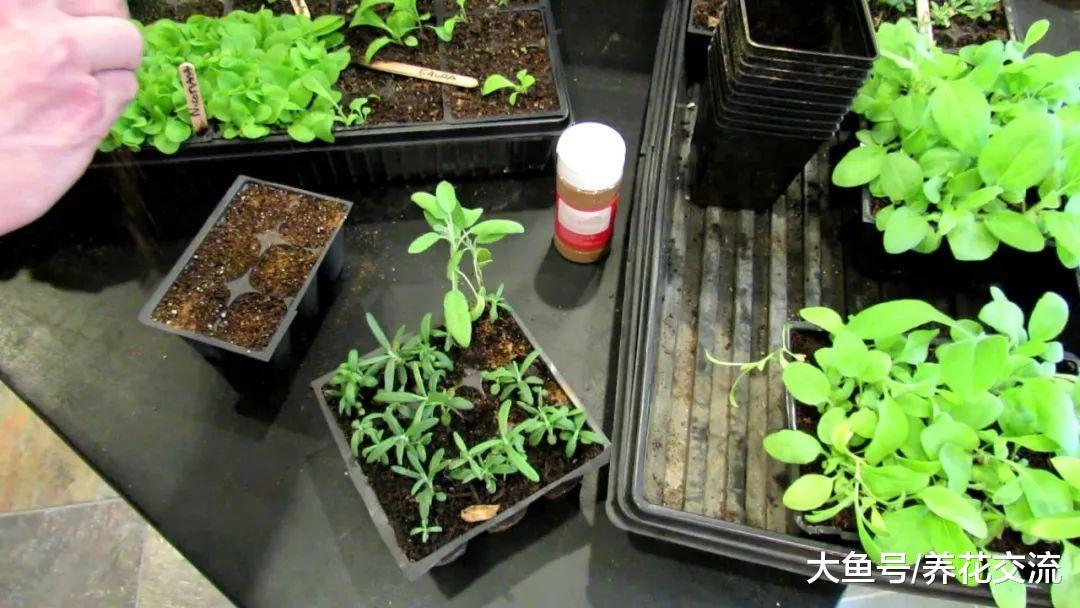 花卉幼苗繁殖的时候加入这种东西, 植物就不会腐烂、倒伏