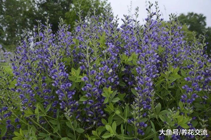 这些花卉都是极其耐寒的植物, 养在院子里越冬也没有关系