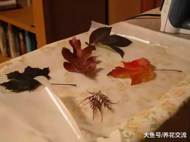 用这5种方法可以把秋天七彩的落叶永久地保存起来