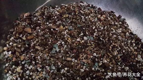 兰花就要这样养, 不但不黄叶, 还年年都有花赏!