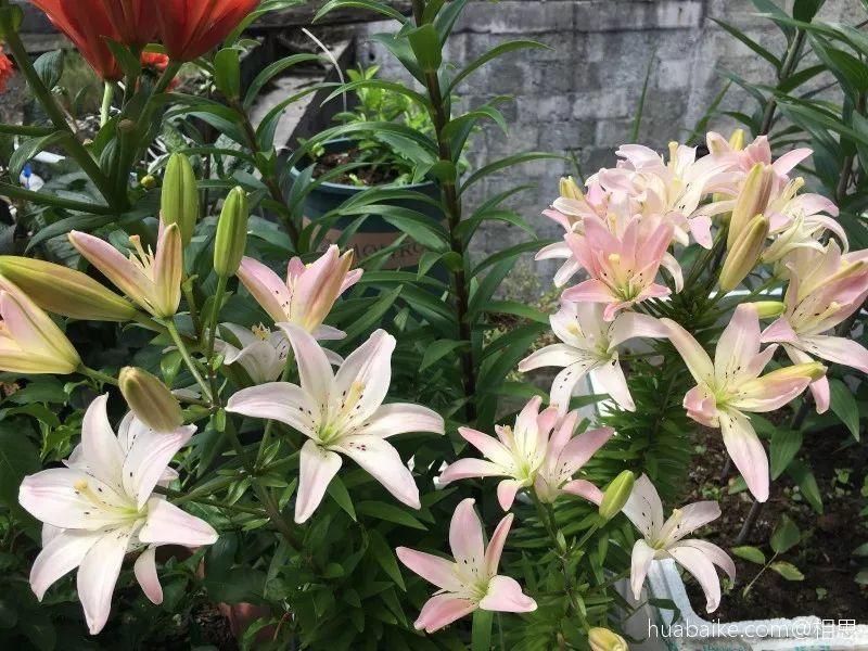 这6种花要注意, 卧室里别再养, 不然失眠睡不好!