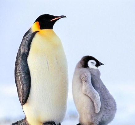 有些企鹅年纪轻轻，其实啤酒肚比