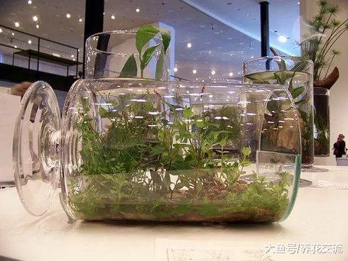 在废弃的玻璃瓶里也能种出一个迷你植物景观