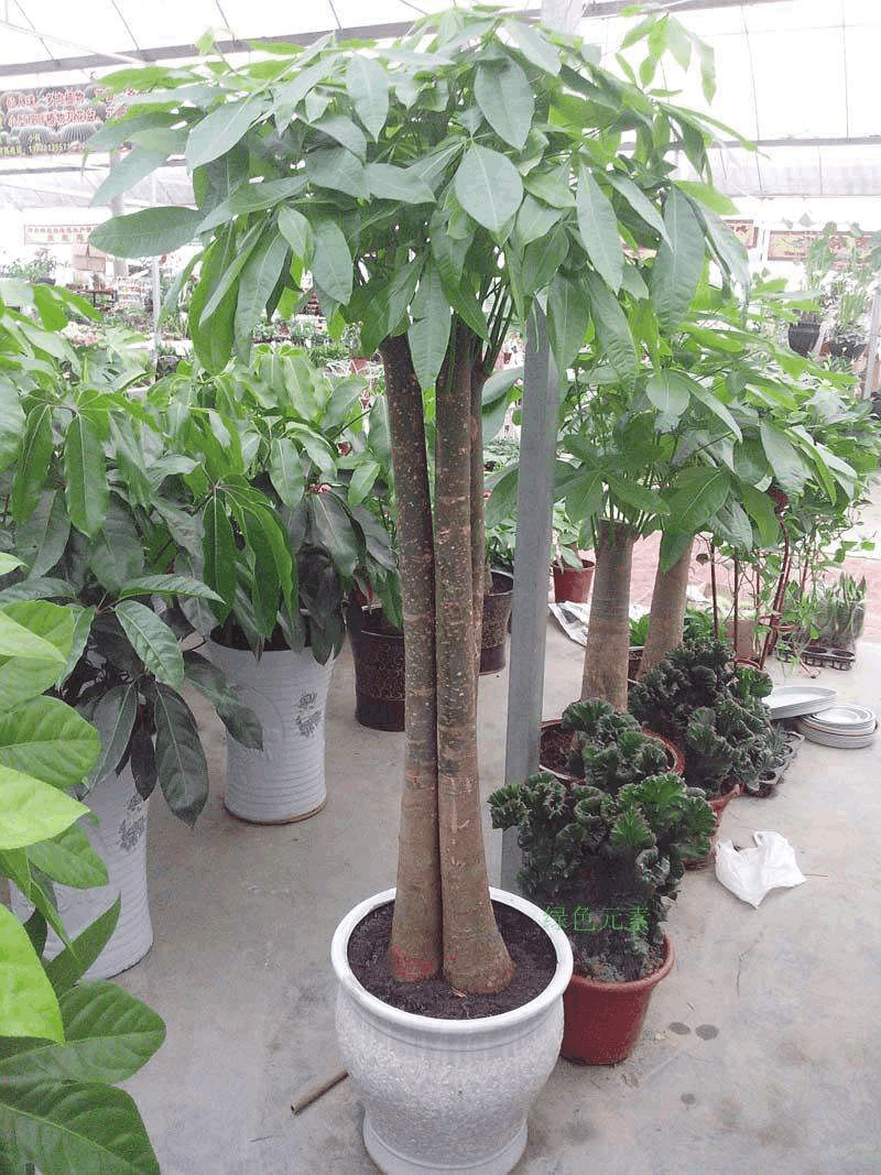 冬天养花要“讲究”, 这3种花要“下手轻”, 不黄叶开花旺!