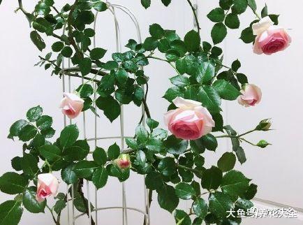 谁说只有南阳台能养花? 有了欧月, 北阳也能变花园!