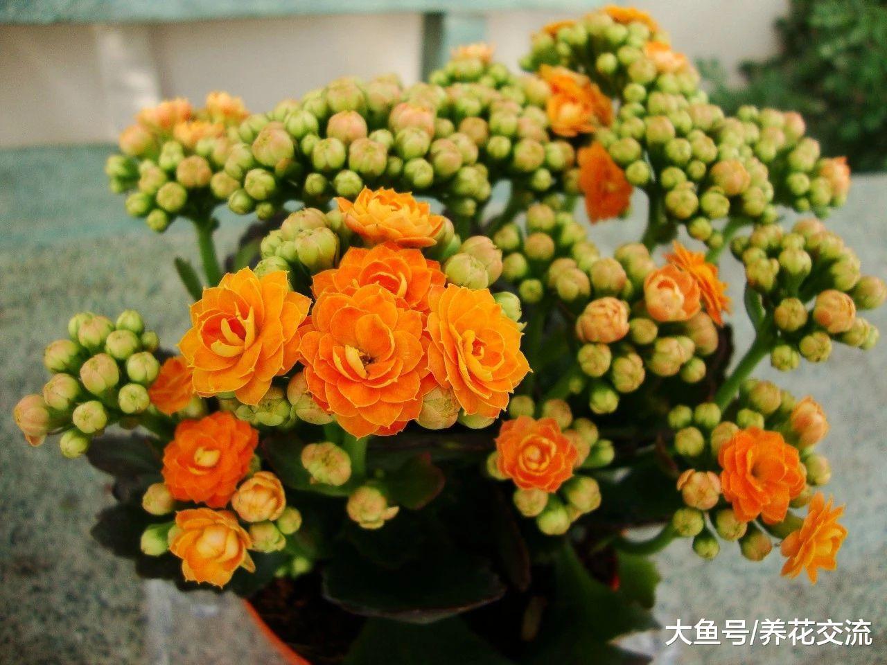 在窗台上养的长寿花盆栽也能每年开花, 注意好这几点就没问题