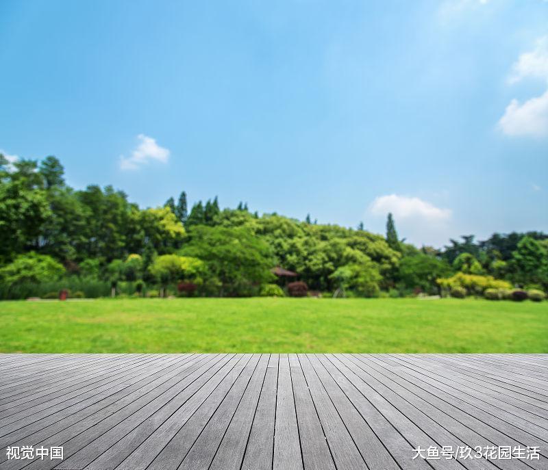 今天我们来聊一聊草坪