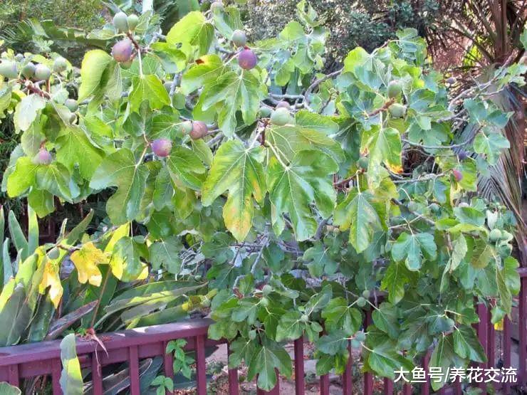 如何在阳台上促进盆栽无花果生长旺盛, 促进结果的技巧