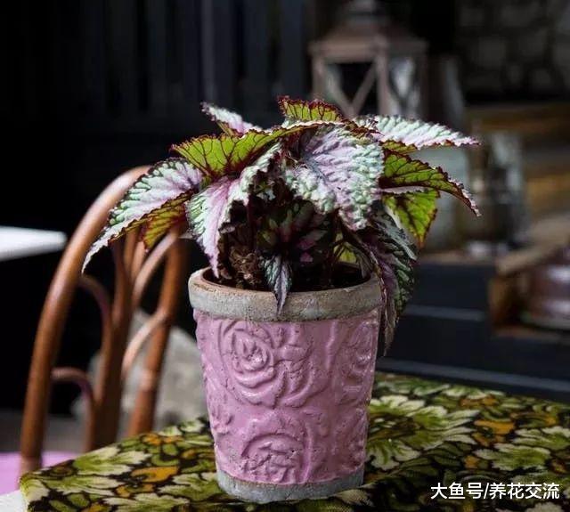 经常被忽略也能生长良好的5种植物, 在阴暗的环境下能存活