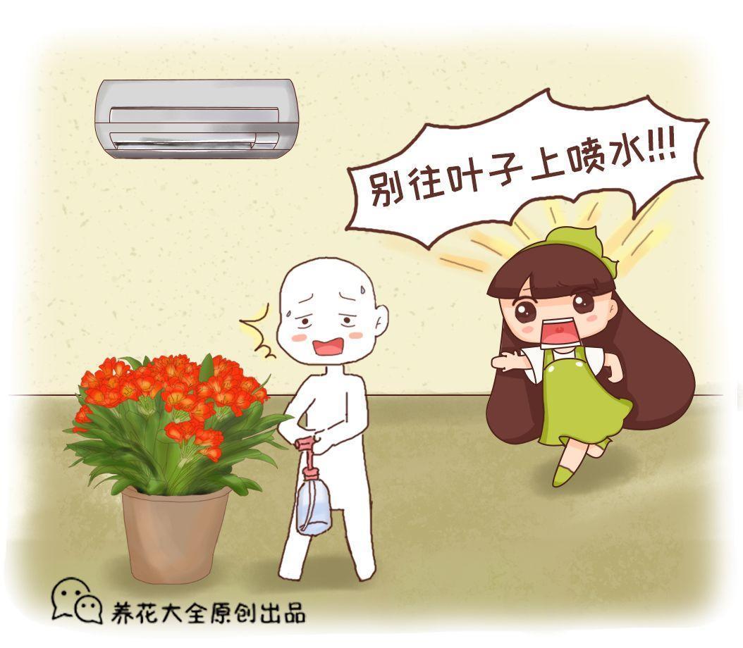 家里有这6种花, 叶子别喷水, 不然立马就烂叶!