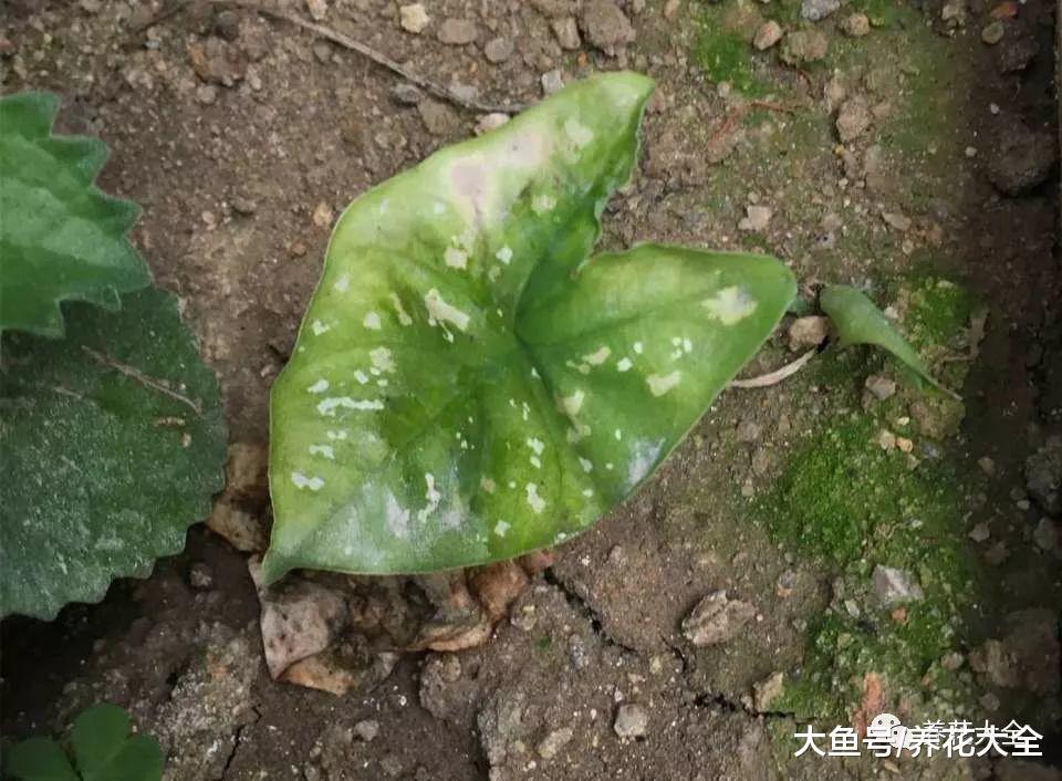 盆里放点这种生活垃圾, 10年不换盆, 照样蹭蹭长!