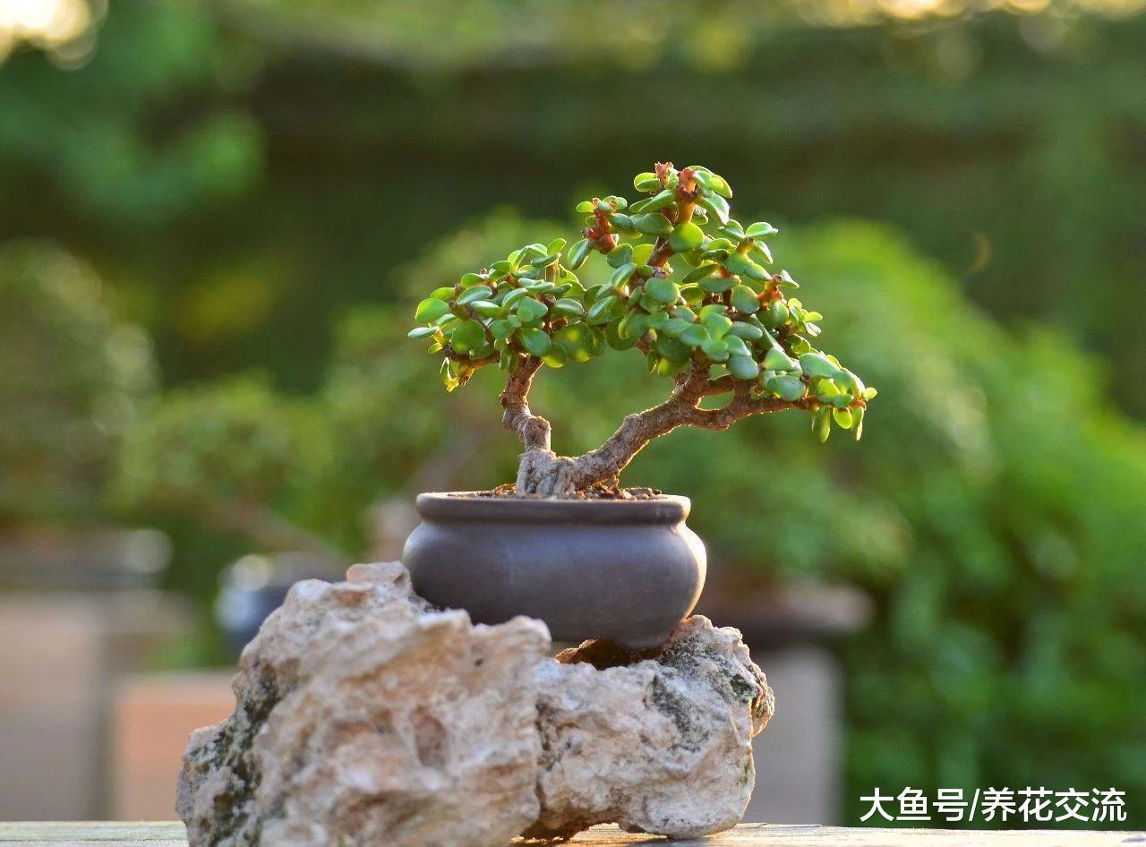 金枝玉叶也能开出灿烂的花朵, 还能塑造成迷人的盆景