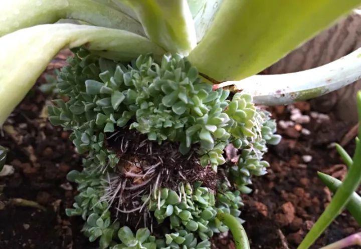 多肉要是长起来, 小芽密密麻麻的, 比吊兰还壮观!