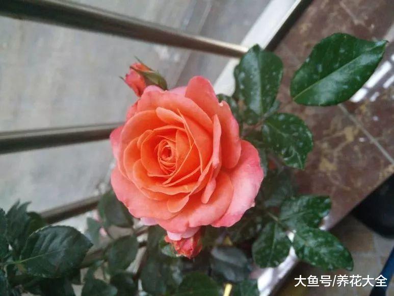 还在犹豫养什么花? 不如试试这8种月季, 好看又好养!