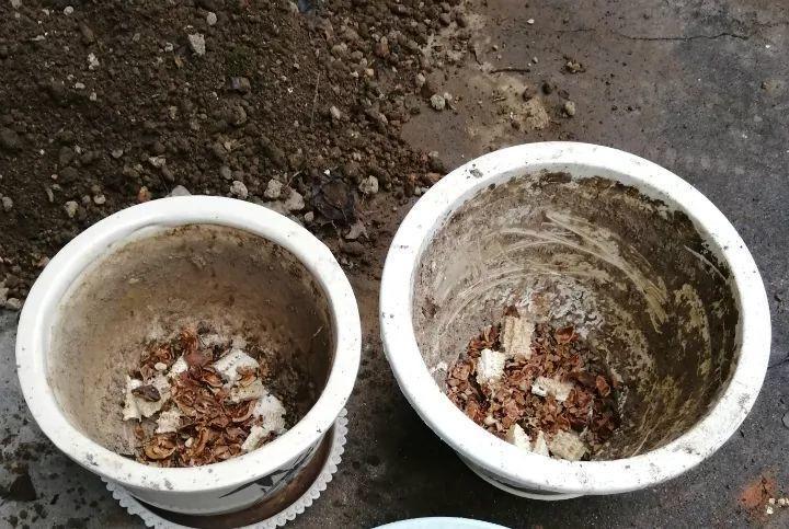 金钱树就是大胃王, 土吃个精光, 连夜冒小笋芽!