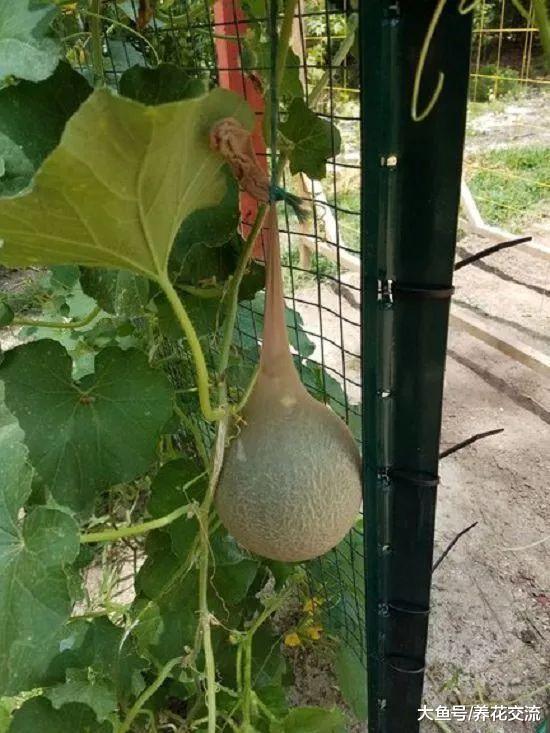 废旧丝袜、连裤袜的7个园艺作用, 让养花变得更轻松, 实用又省钱