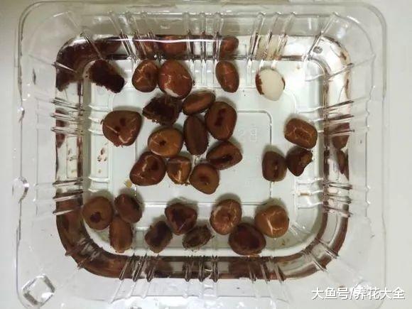 路边落的种子捡回家, 泡一泡丢盆里, 没想到长成了小森林!