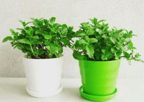 冬天“空气”差, 家里养这“3种”树, 自带香味, 空气清新!