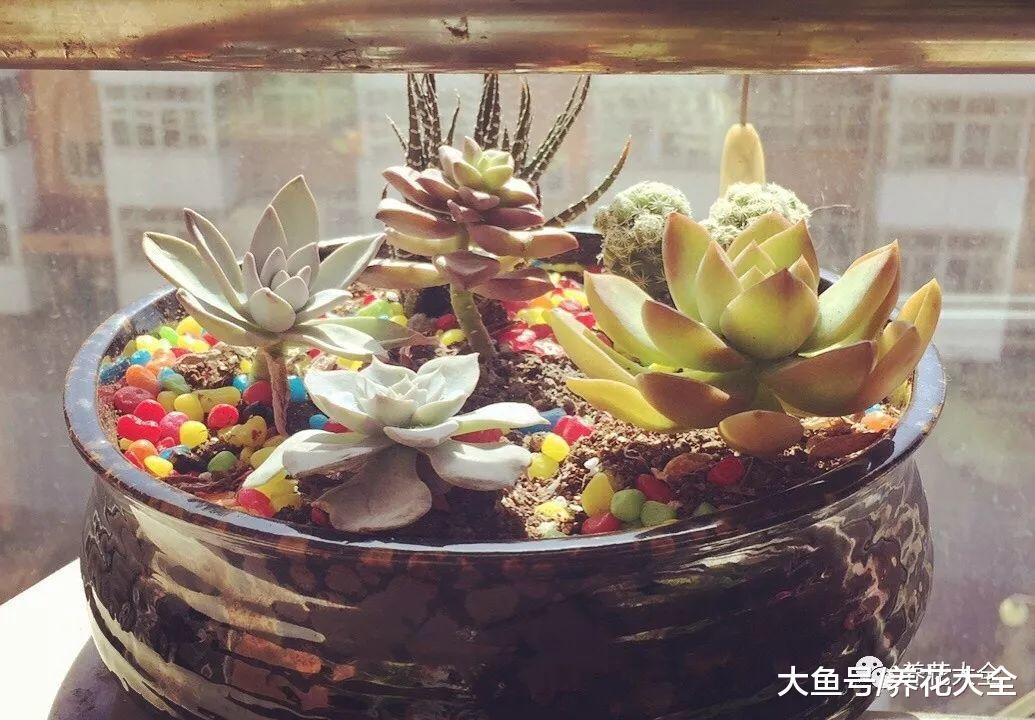 多肉发蔫了? 给它加点餐, 变得又肥又亮!