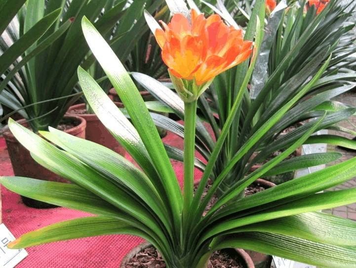 这“3种”植株是酒王, 7天一斤“啤酒”下去, 叶片肥厚花苞艳!