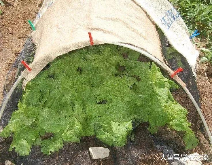 在阳台上养护盆栽生菜需要掌握的10个技巧