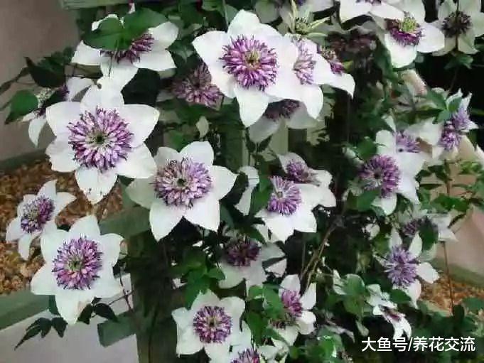 北方的朋友在户外阳台种爬藤铁线莲, 冬天零下20度都没事