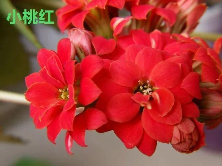 50种长寿花, 个个是极品, 看一眼就“入坑”!