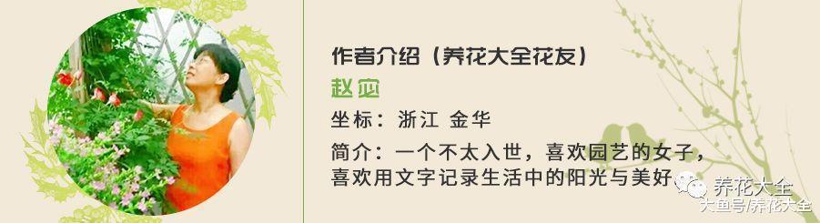 茶花这么养, 花蕾呼呼往外冒, 花朵越来越水灵!
