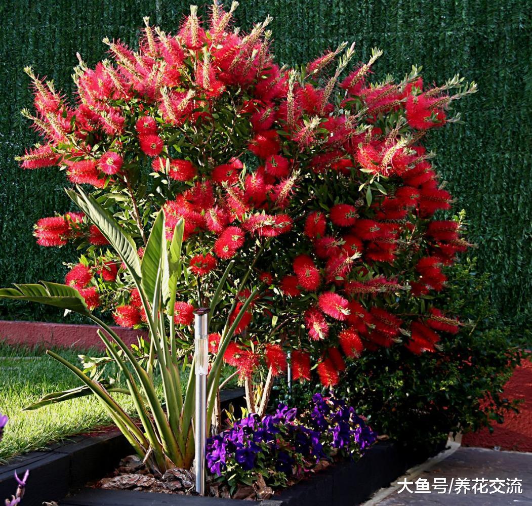 四五月开花非常旺盛的开花小灌木, 种在院子旁边最适合