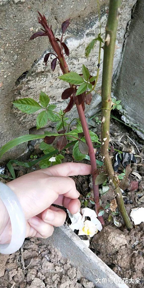 死掉的鱼别扔, 埋在月季旁边, 新枝蹭蹭冒!
