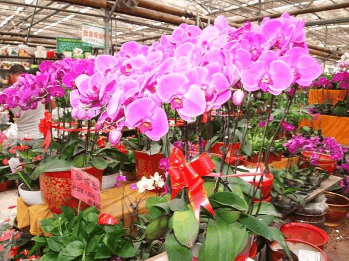 老花匠支招, 花卉市场买花这“3种”不能要, 回家养不活!