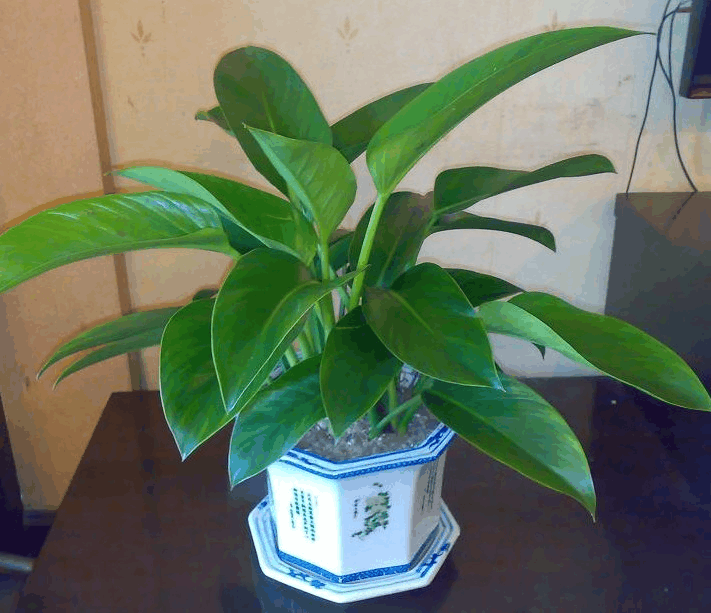 新房有甲醛不敢住? 养盆金钻在家里, 净化效果一级棒!