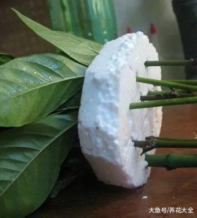 这花一根枝就活, 浇水就疯长, 叶绿花大香气四溢!