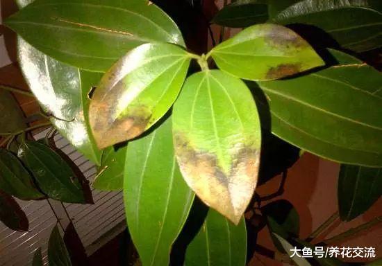 平安树的叶片枯萎变白的原因, 叶子不断掉落可以轻松处理