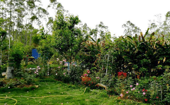 想回到老家的院子, 养花种菜, 享受慢悠悠地生活!