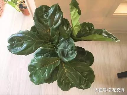盆栽的琴叶榕叶子经常长黑斑, 很有可能是这5点没有做好