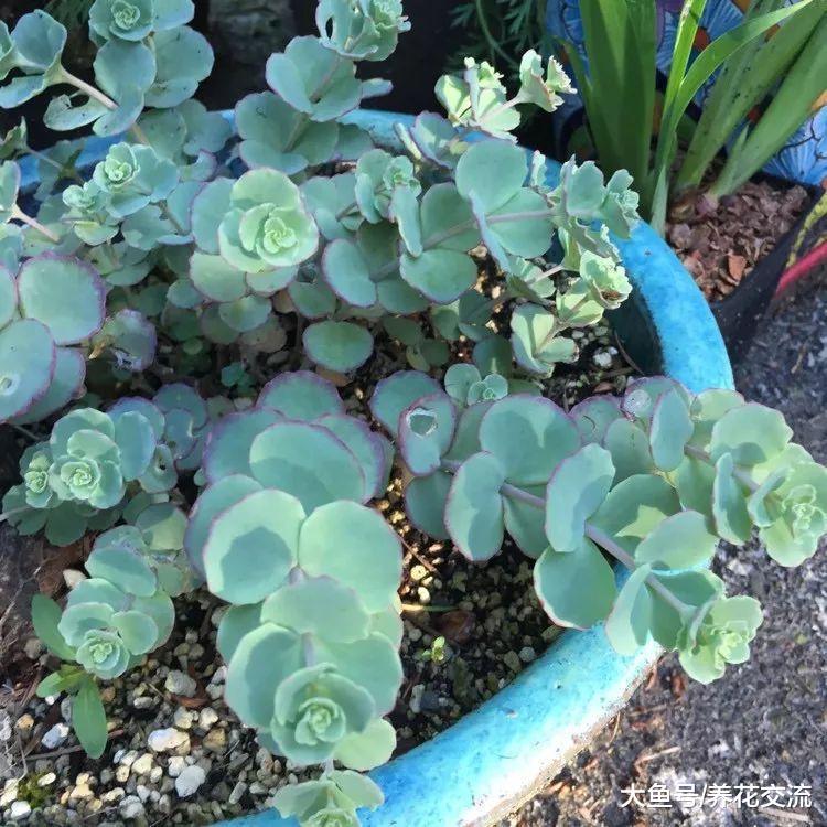 长得像油画里的植物, 这种景天科的植物看一眼就能喜欢上