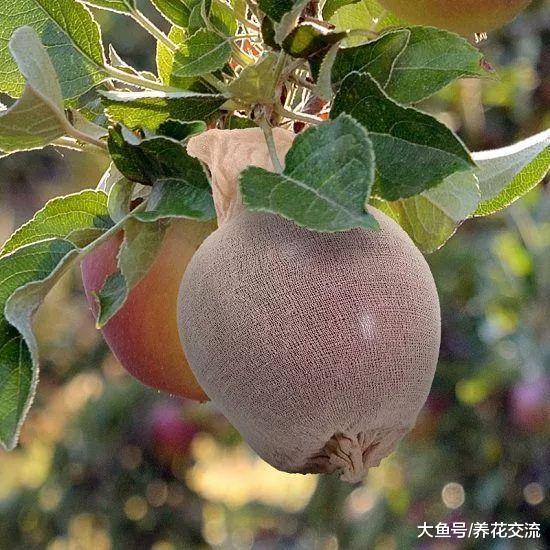 废旧丝袜、连裤袜的7个园艺作用, 让养花变得更轻松, 实用又省钱