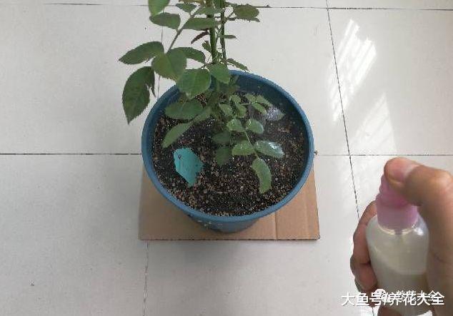 天热招虫? 给花喷点牛奶, 就是一层保护膜!