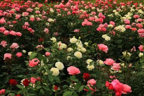 夏天就快到了, 是时候养殖这些越晒, 开花越是疯狂的花卉了!