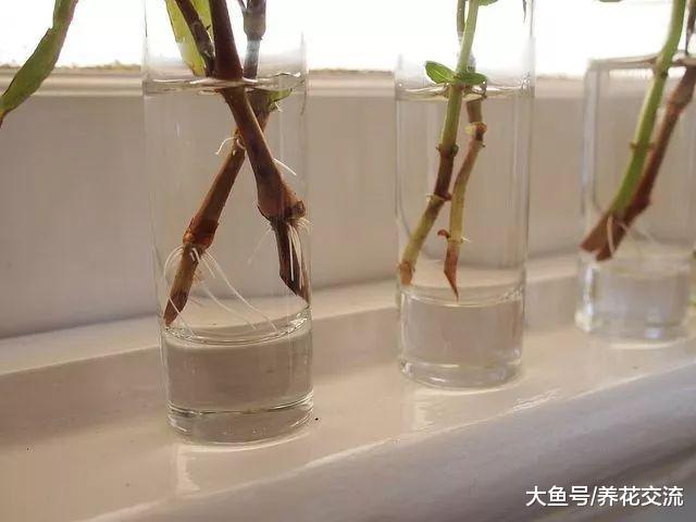 这些开花植物适合用茎插繁殖, 掐段小枝插土壤中便可生根发芽