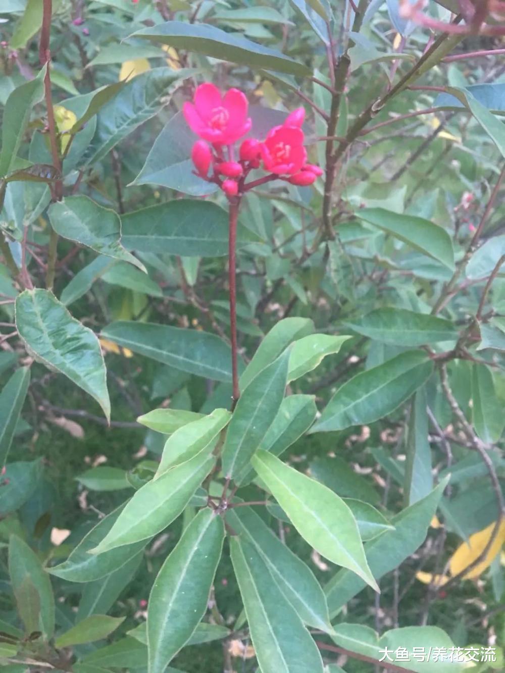 这种热带花清新迷人, 每年开花保持一百多天, 为啥那么少人养