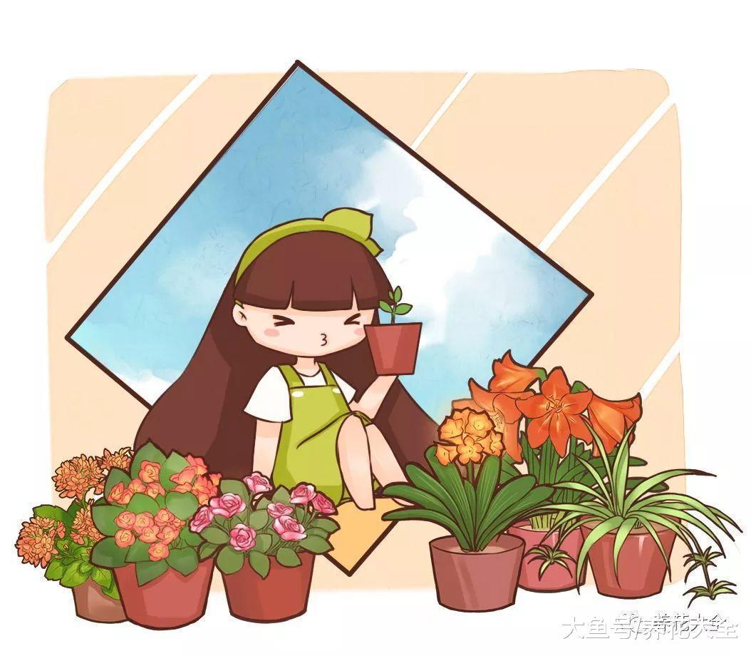 给君子兰加点黄豆, 不仅不黄叶了, 花也越开越多!
