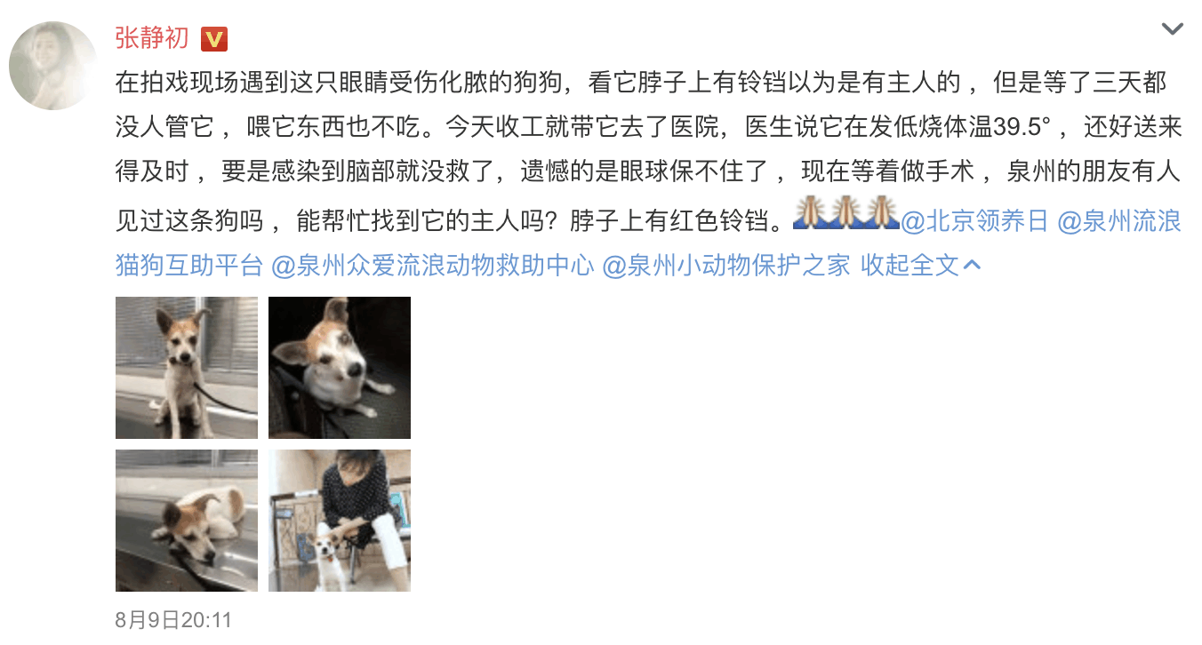 张静初爱心救助受伤弃养犬 获网友大赞“人美心善”