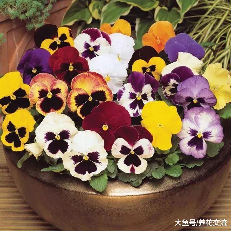9种在春日里开花的植物, 养成家里的观赏盆栽也很适合