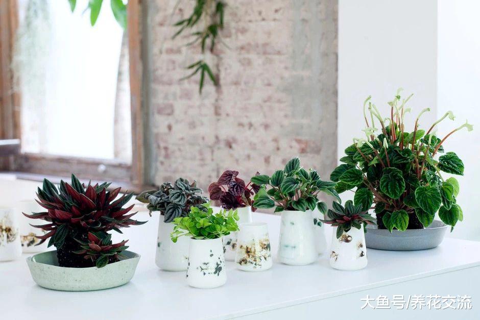 5种特别耐阴的盆栽植物, 养在桌面上也能生长旺盛
