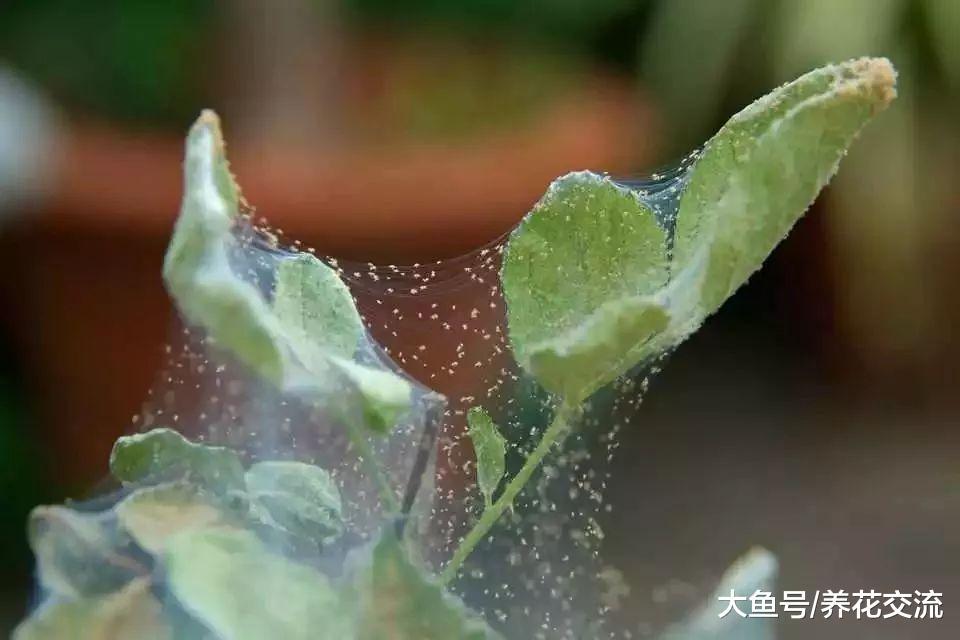 这7种植物虫害没处理好, 想要养好盆栽花卉就难了